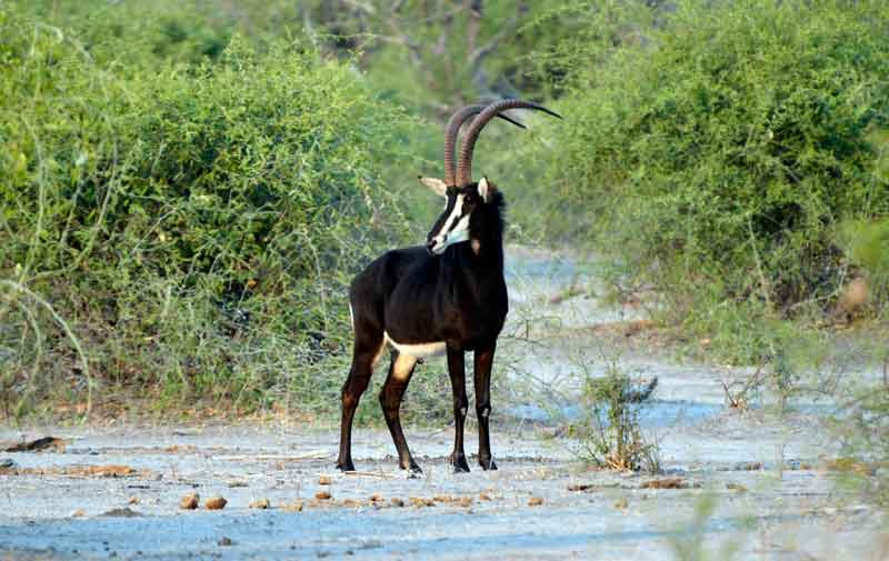 06 - Botswana - antilope Sable - parque nacional de Chobe